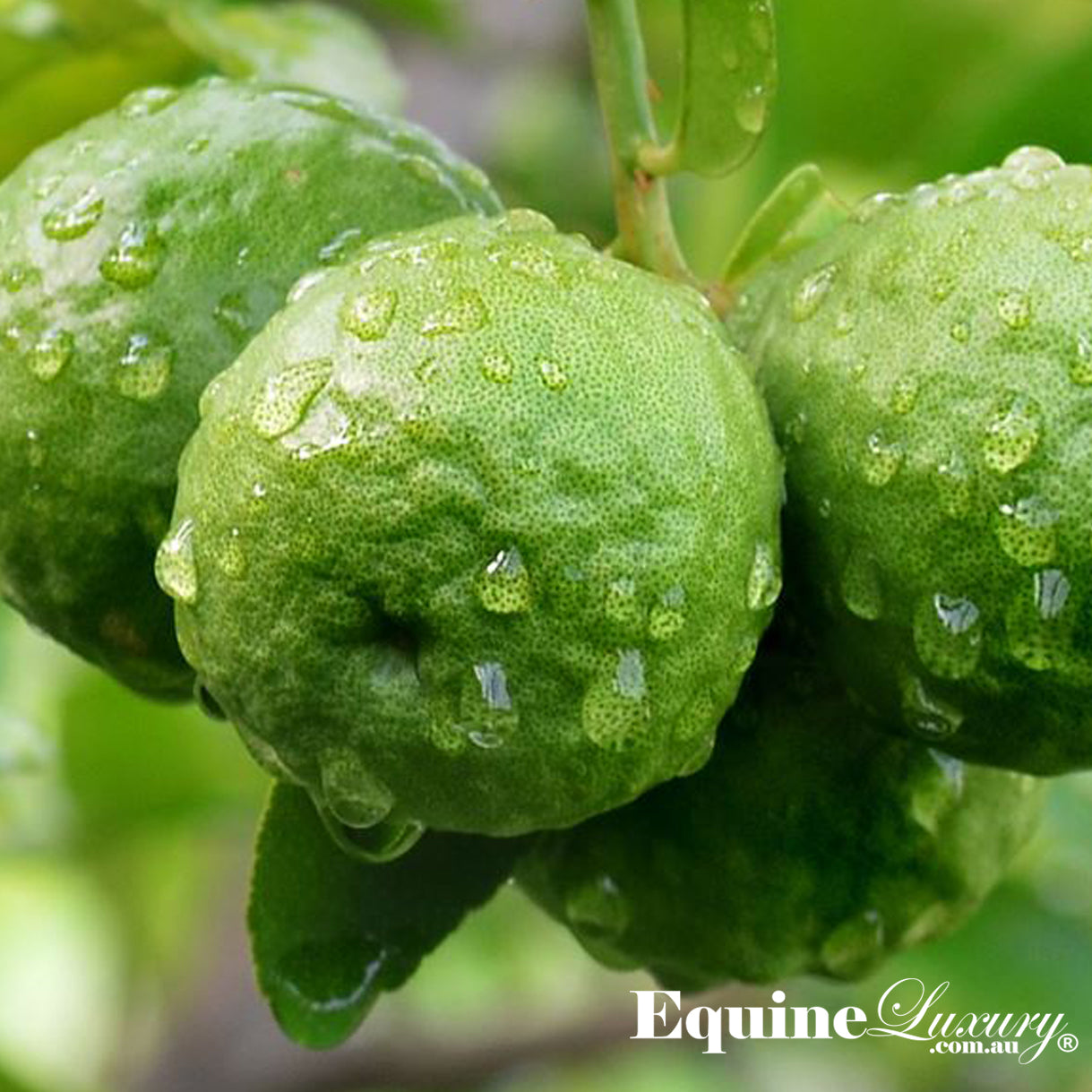 EquineLuxury "Healthy Coat" 100% Natural Horse Shampoo