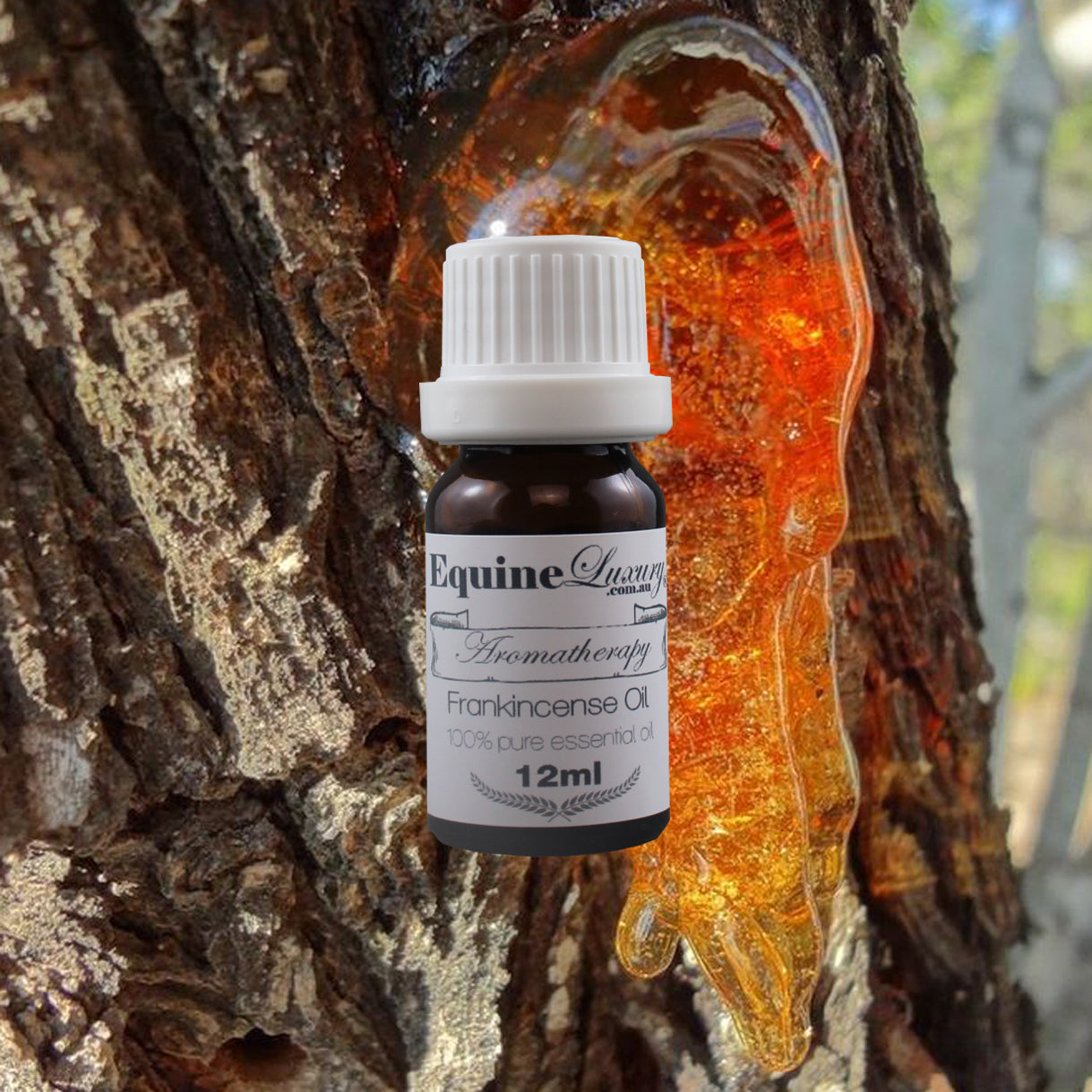 EquineLuxury "Healthy Coat" 100% Natural Horse Shampoo