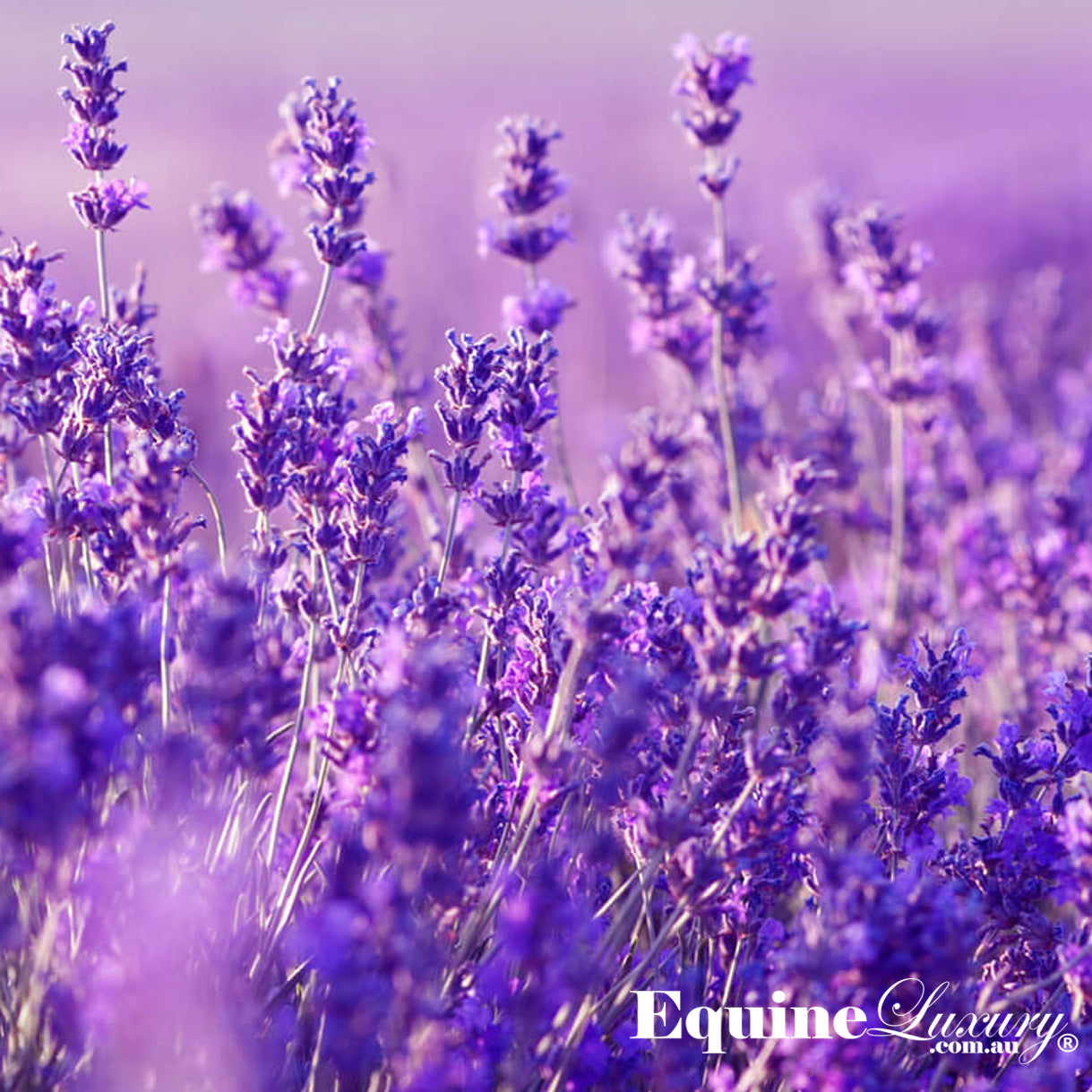 EquineLuxury "Healthy Coat" 100% Natural Horse Shampoo