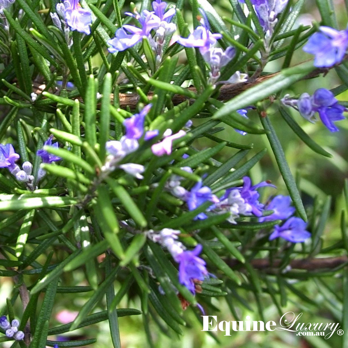 EquineLuxury "Healthy Coat" 100% Natural Horse Shampoo