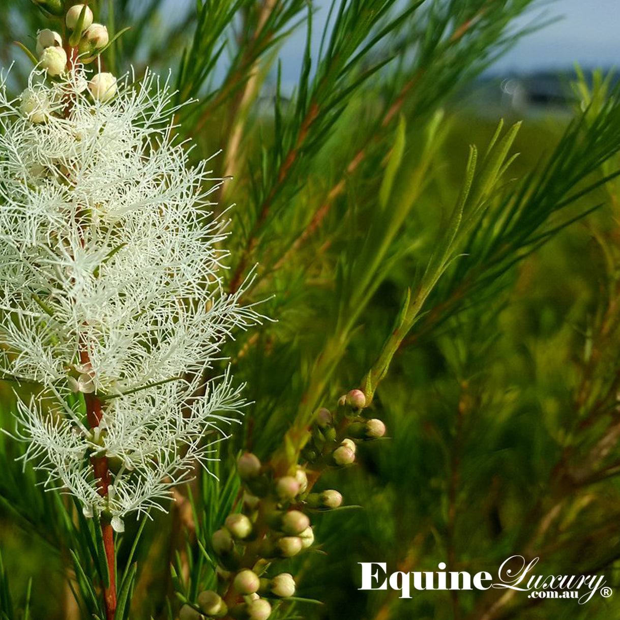 EquineLuxury "Healthy Coat" 100% Natural Horse Shampoo