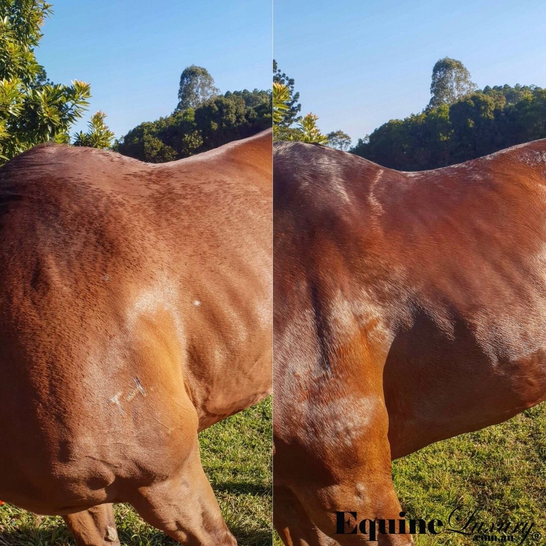 EquineLuxury “Sensitive Skin” 100% Natural Horse Shampoo