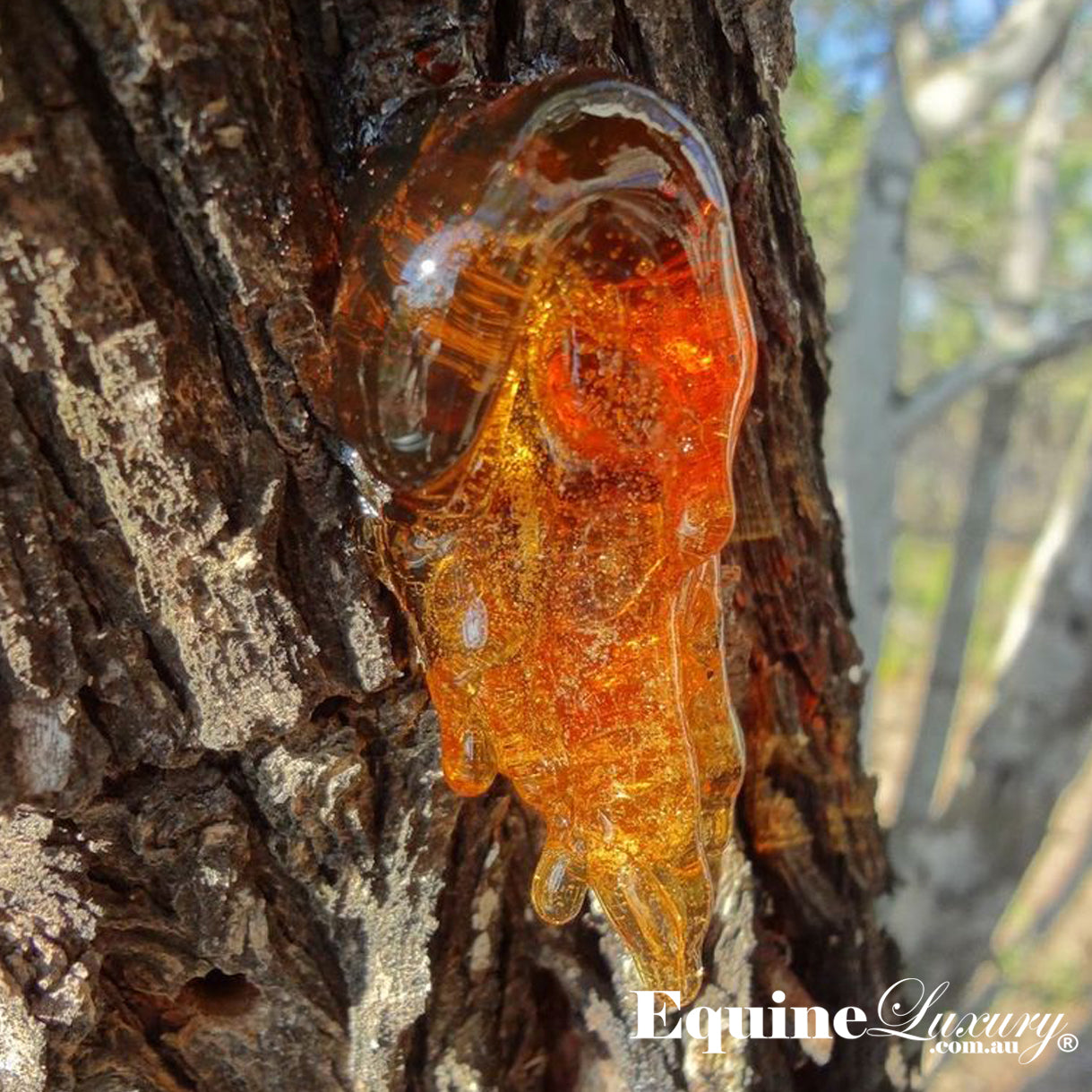 EquineLuxury "Healthy Coat" 100% Natural Horse Shampoo