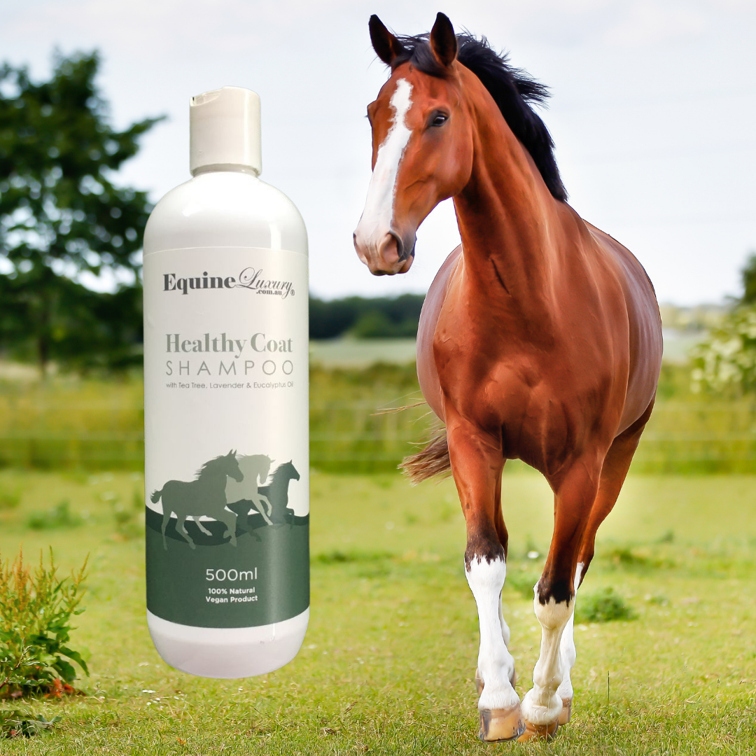 <transcy>EquineLuxury "Healthy Coat" 100% natürliches Pferdeshampoo</transcy>