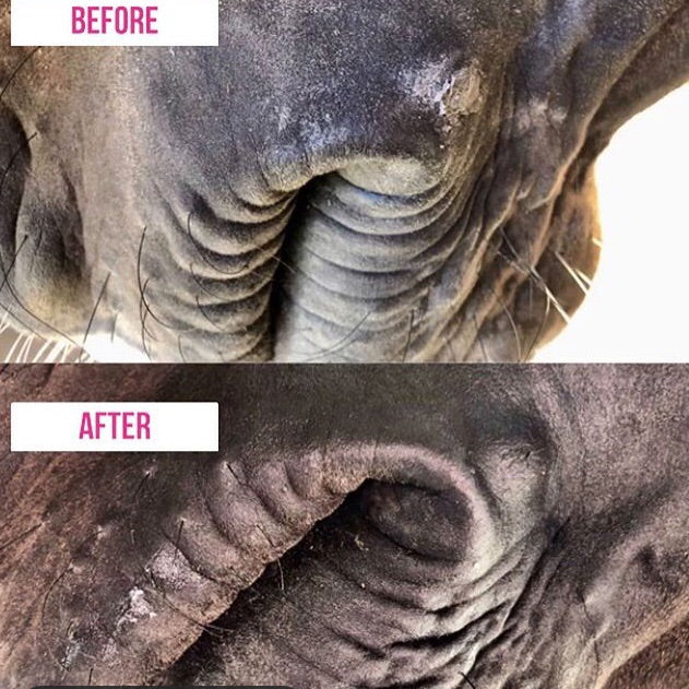 EquineLuxury Mouth Butter with Jojoba & Shea Nut Butter