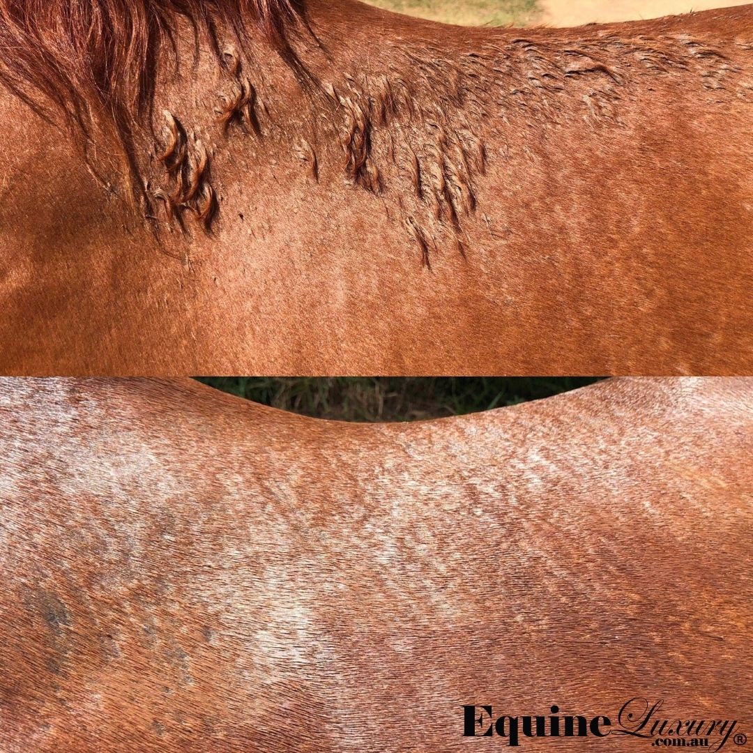 <transcy>EquineLuxury &quot;Healthy Coat&quot; 100% natürliches Pferdeshampoo</transcy>